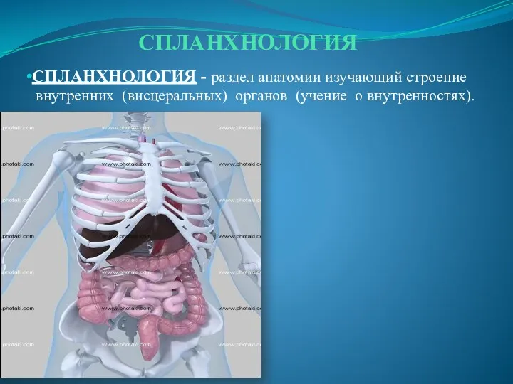 СПЛАНХНОЛОГИЯ СПЛАНХНОЛОГИЯ - раздел анатомии изучающий строение внутренних (висцеральных) органов (учение о внутренностях).