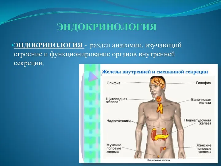 ЭНДОКРИНОЛОГИЯ ЭНДОКРИНОЛОГИЯ - раздел анатомии, изучающий строение и функционирование органов внутренней секреции.