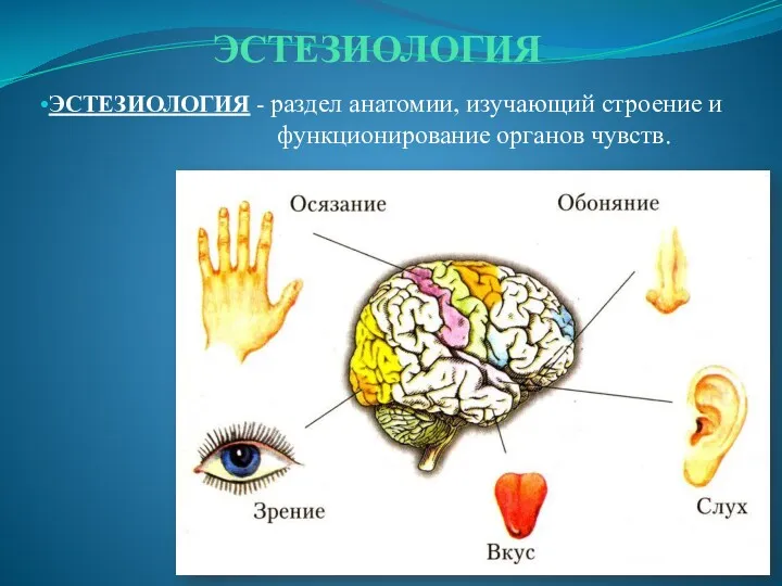 ЭСТЕЗИОЛОГИЯ ЭСТЕЗИОЛОГИЯ - раздел анатомии, изучающий строение и функционирование органов чувств.