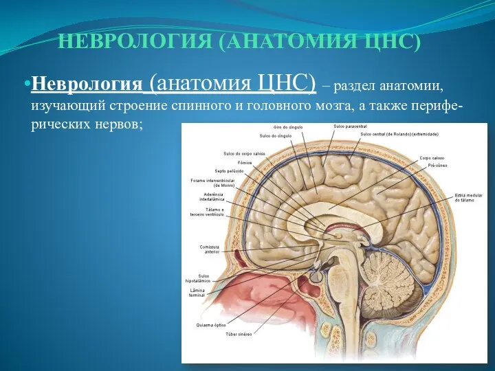 НЕВРОЛОГИЯ (АНАТОМИЯ ЦНС) Неврология (анатомия ЦНС) – раздел анатомии, изучающий