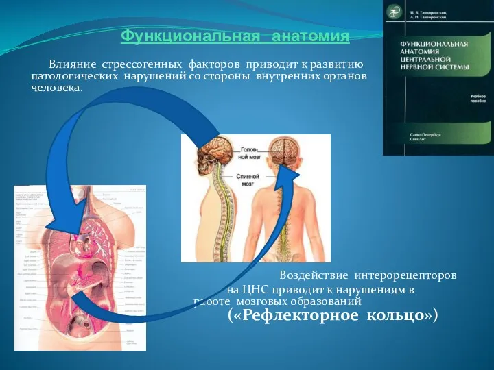 Функциональная анатомия Влияние стрессогенных факторов приводит к развитию патологических нарушений