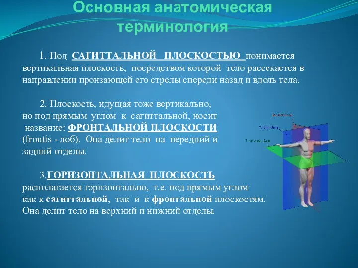 Основная анатомическая терминология 1. Под САГИТТАЛЬНОЙ ПЛОСКОСТЬЮ понимается вертикальная плоскость,