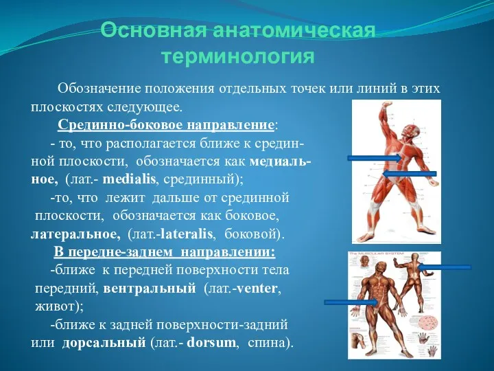 Основная анатомическая терминология Обозначение положения отдельных точек или линий в