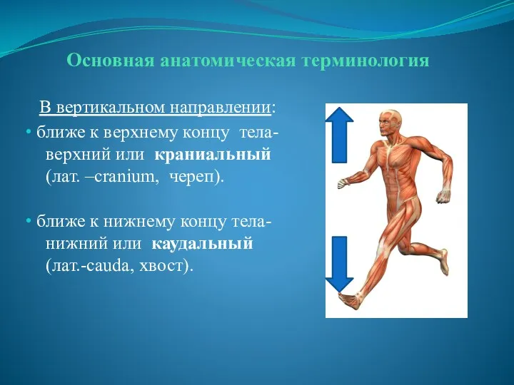 Основная анатомическая терминология В вертикальном направлении: ближе к верхнему концу