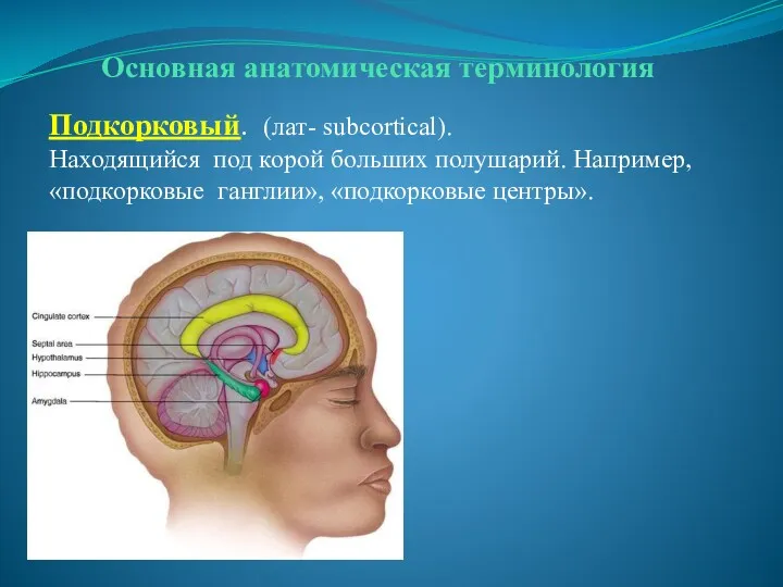 Основная анатомическая терминология Подкорковый. (лат- subcortical). Находящийся под корой больших полушарий. Например, «подкорковые ганглии», «подкорковые центры».