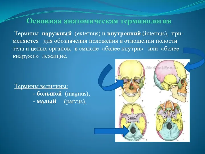Основная анатомическая терминология Термины наружный (ехteгnus) и внутренний (internus), при-меняются