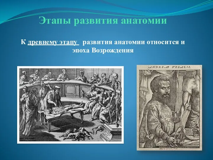 Этапы развития анатомии К древнему этапу развития анатомии относится и эпоха Возрождения