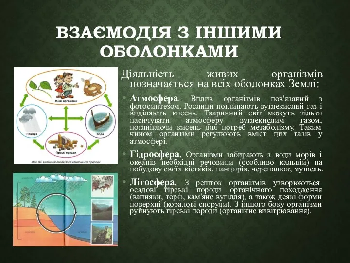 ВЗАЄМОДІЯ З ІНШИМИ ОБОЛОНКАМИ Діяльність живих організмів позначається на всіх