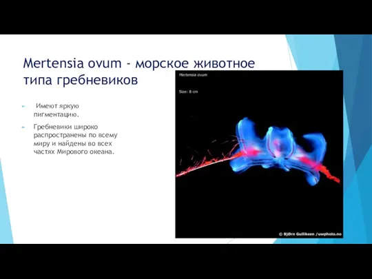 Mertensia ovum - морское животное типа гребневиков Имеют яркую пигментацию.