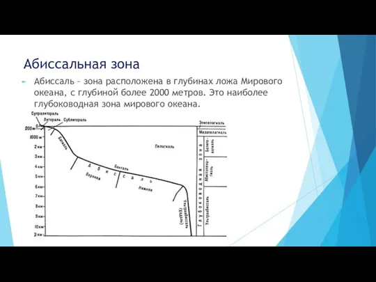 Абиссальная зона Абиссаль – зона расположена в глубинах ложа Мирового