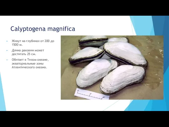 Calyptogena magnifica Живут на глубинах от 200 до 1500 м.