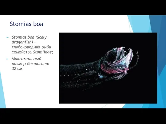 Stomias boa Stomias boa (Scaly dragonfish) - глубоководная рыба семейства Stomiidae; Максимальный размер достигает 32 см.