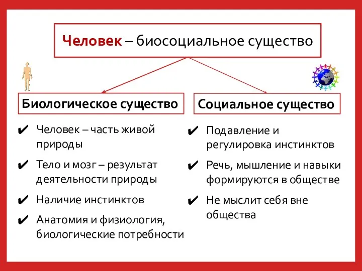 Человек – биосоциальное существо Человек – часть живой природы Тело