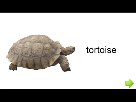 tortoise