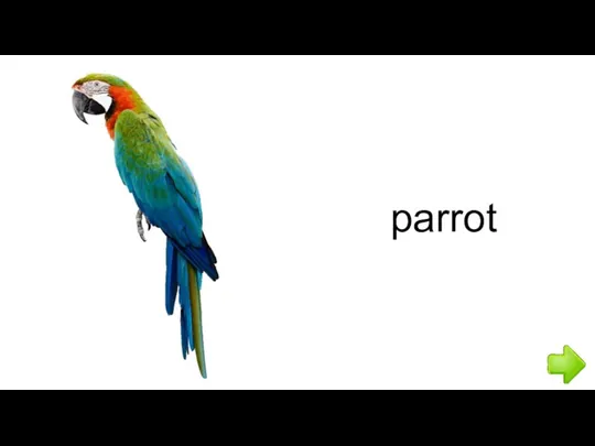 parrot