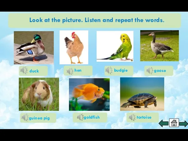 Look at the picture. Listen and repeat the words. goldfish