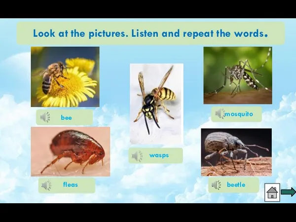 Look at the pictures. Listen and repeat the words. wasps fleas beetle bee mosquito