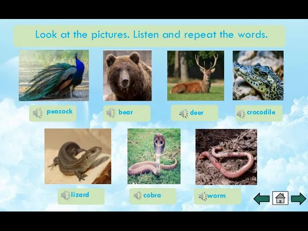 Look at the pictures. Listen and repeat the words. peacock bear deer lizard worm cobra crocodile
