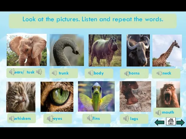 Look at the pictures. Listen and repeat the words. trunk