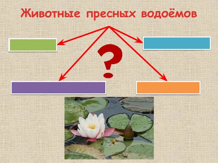 Животные пресных водоёмов На дне На растениях В толще воды На поверхности воды