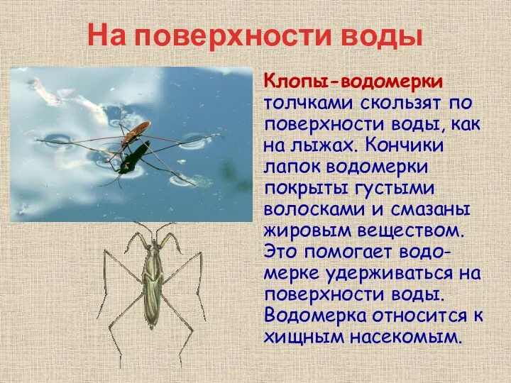 На поверхности воды Клопы-водомерки толчками скользят по поверхности воды, как