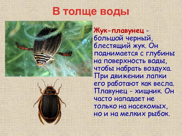 В толще воды Жук-плавунец - большой черный, блестящий жук. Он