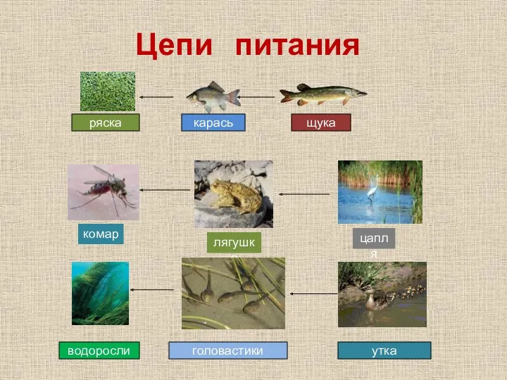 Цепи питания ряска водоросли утка головастики щука карась комар лягушка цапля