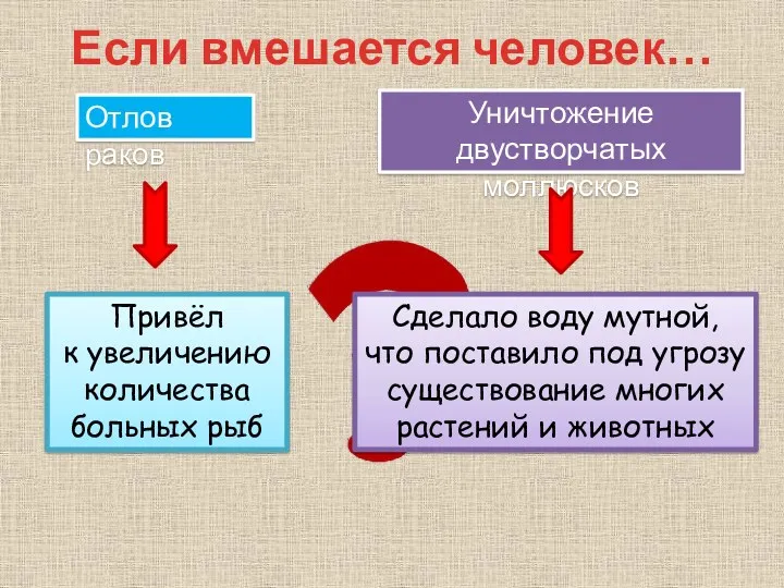 Если вмешается человек… Отлов раков Уничтожение двустворчатых моллюсков Привёл к