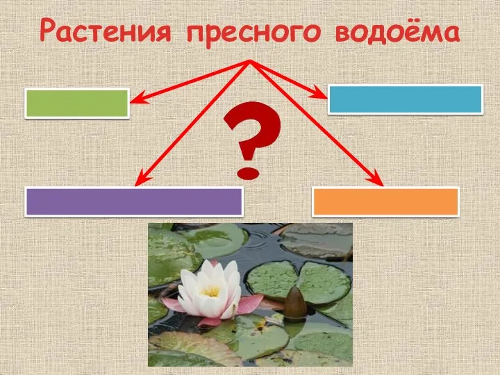 Растения пресного водоёма На берегу На мелководье В толще воды На поверхности воды