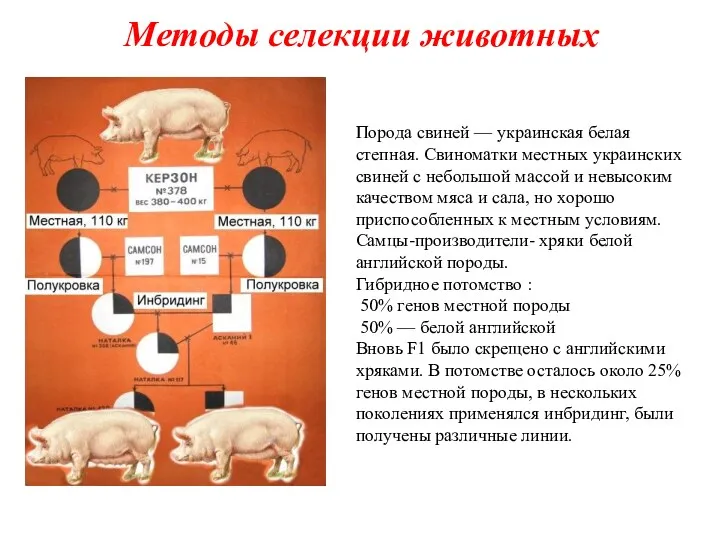 Порода свиней — украинская белая степная. Свиноматки местных украинских свиней