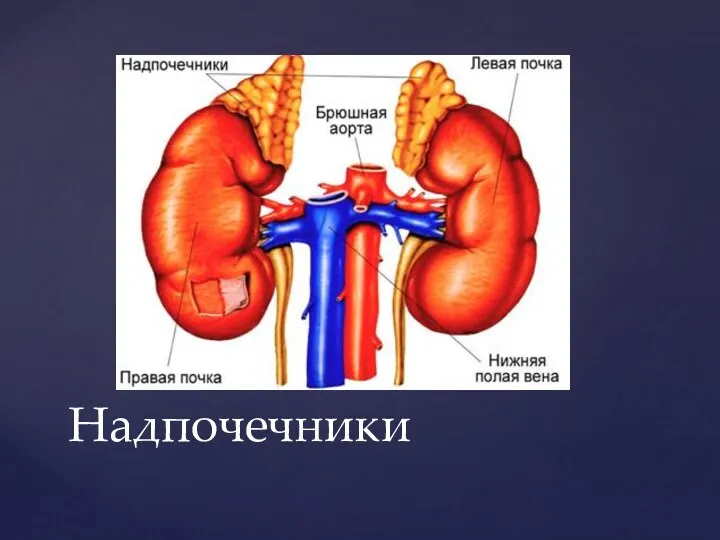 Надпочечники