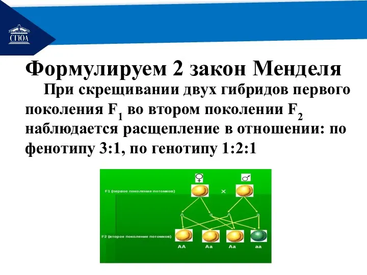 РЕМОНТ Формулируем 2 закон Менделя При скрещивании двух гибридов первого