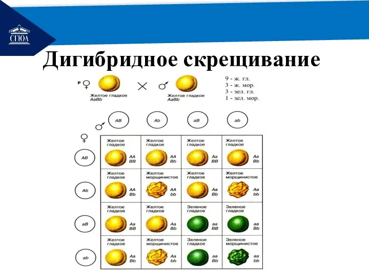 РЕМОНТ Дигибридное скрещивание