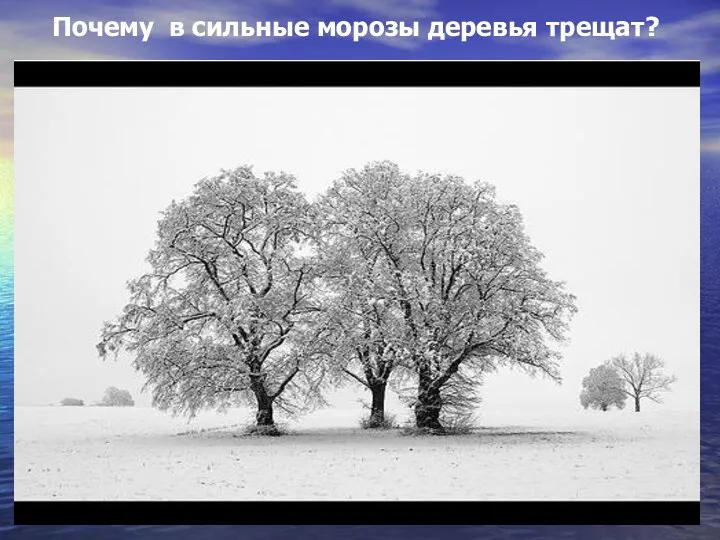 Почему в сильные морозы деревья трещат?