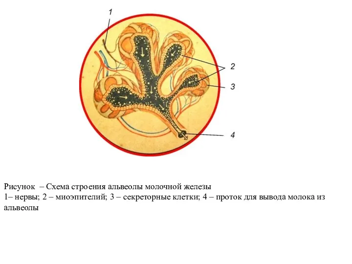 Рисунок – Схема строения альвеолы молочной железы 1– нервы; 2 – миоэпителий; 3