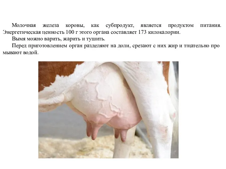 Молочная железа коровы, как субпродукт, является продуктом питания. Энергетическая ценность 100 г этого