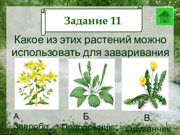 Задание 12 Какое из этих растений можно использовать для заваривания
