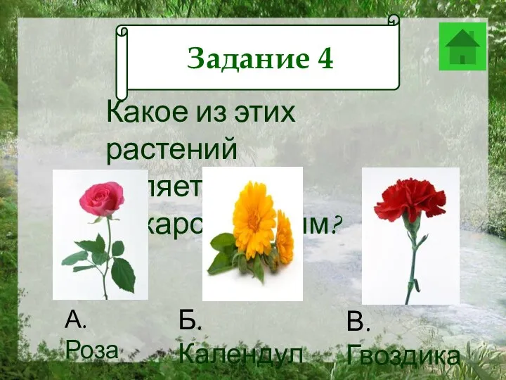 Задание 12 Какое из этих растений является лекарственным? А. Роза В. Гвоздика Б. Календула Задание 4