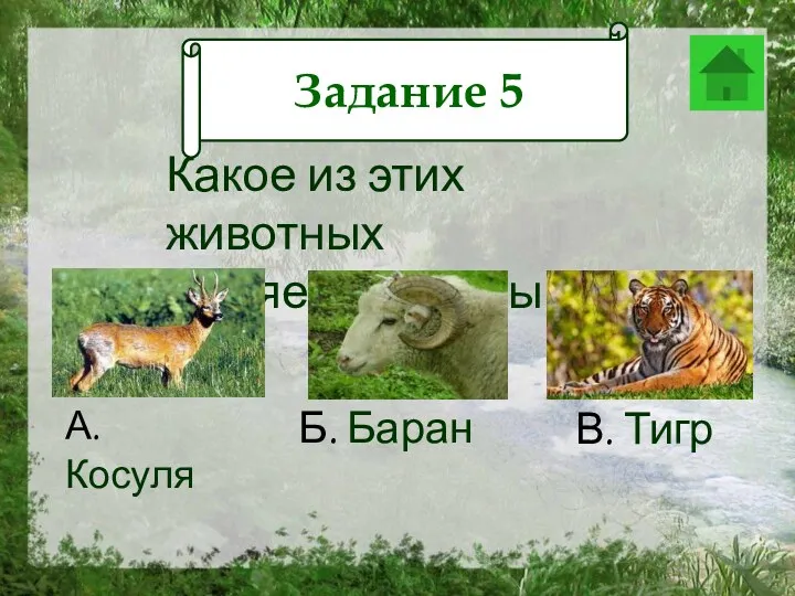 Задание 12 Какое из этих животных является хищным? А. Косуля Б. Баран В. Тигр Задание 5