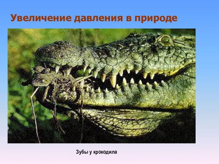 Увеличение давления в природе Зубы у крокодила