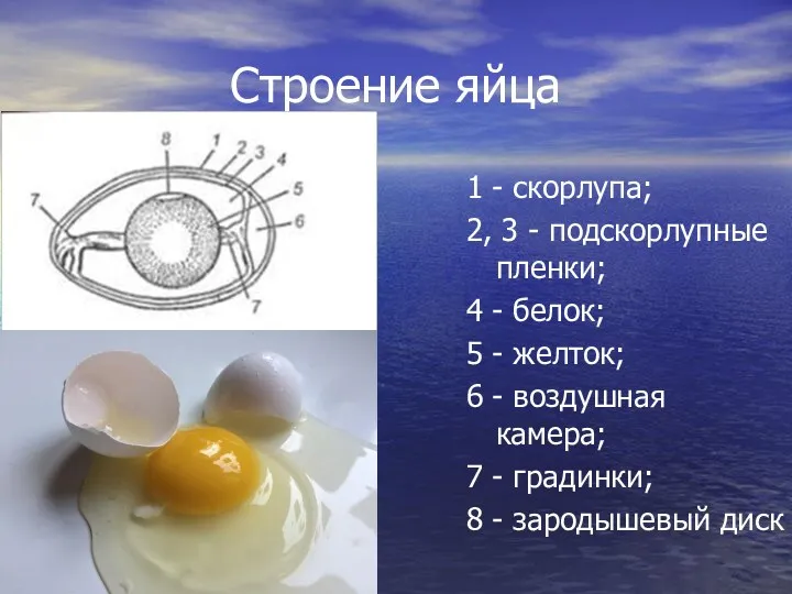 Строение яйца 1 - скорлупа; 2, 3 - подскорлупные пленки;