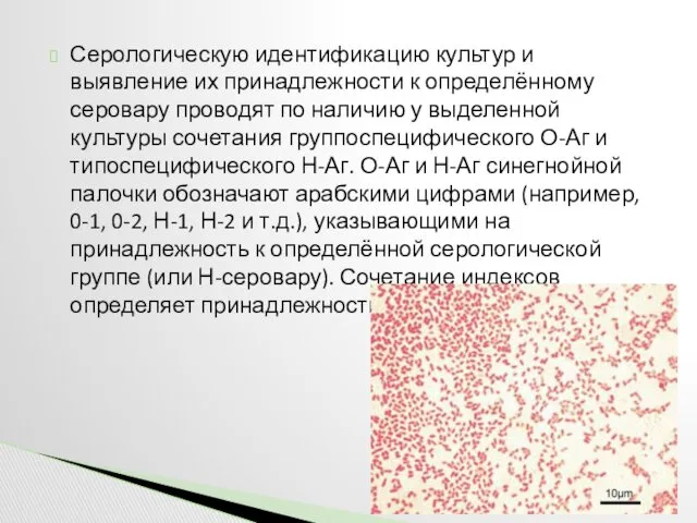 Серологическую идентификацию культур и выявление их принадлежности к определённому серовару