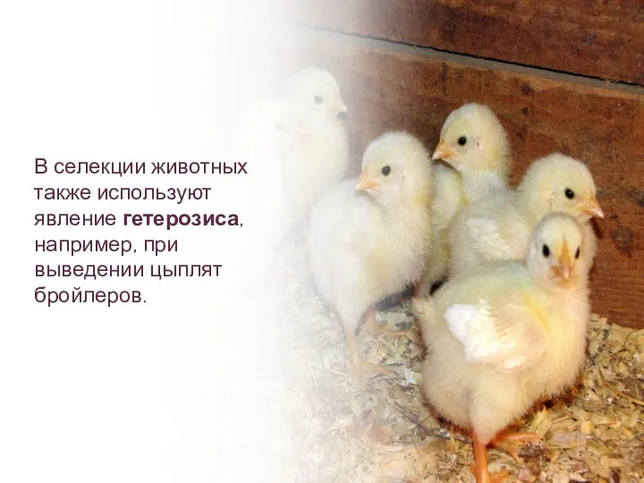 В селекции животных также используют явление гетерозиса, например, при выведении цыплят бройлеров.