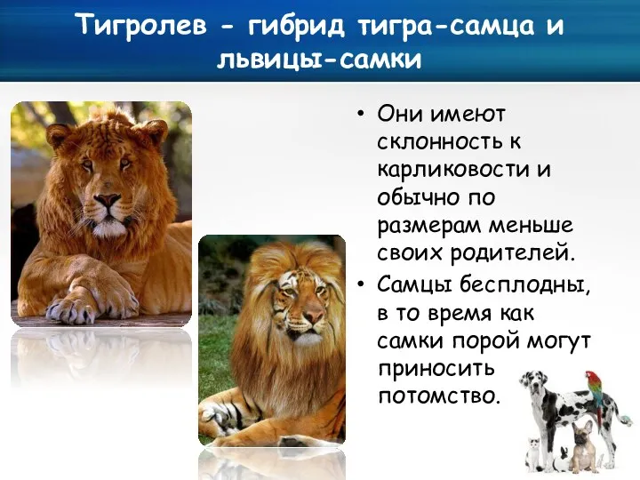 Тигролев - гибрид тигра-самца и львицы-самки Они имеют склонность к карликовости и обычно