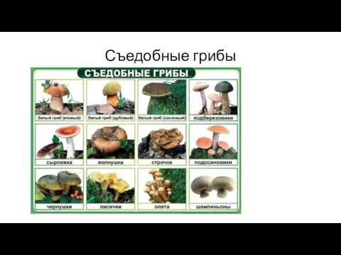 Съедобные грибы