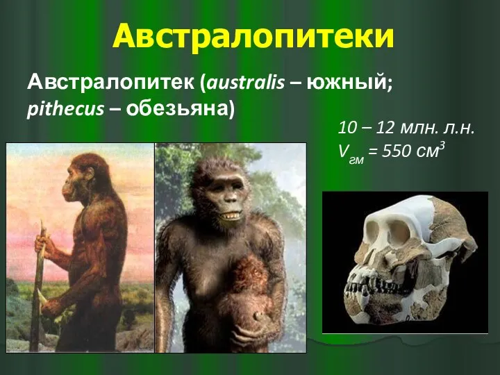 Австралопитеки Австралопитек (australis – южный; pithecus – обезьяна) 10 –