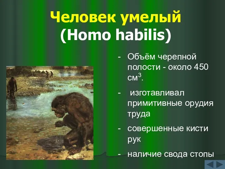 Человек умелый (Homo habilis) Объём черепной полости - около 450