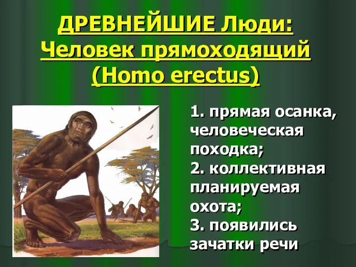 ДРЕВНЕЙШИЕ Люди: Человек прямоходящий (Homo erectus) 1. прямая осанка, человеческая