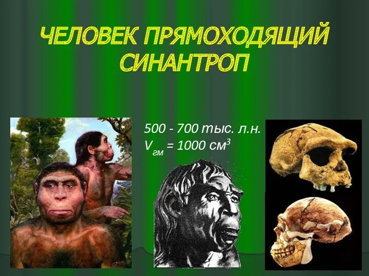 ЧЕЛОВЕК ПРЯМОХОДЯЩИЙ СИНАНТРОП 500 - 700 тыс. л.н. Vгм = 1000 см3