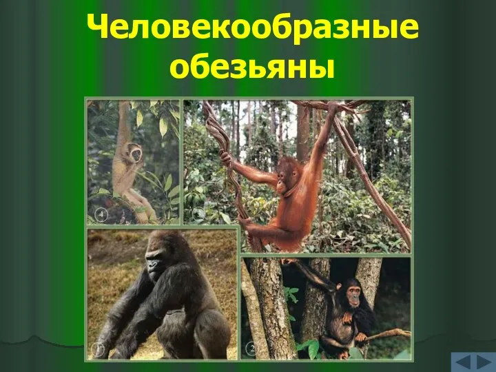 Человекообразные обезьяны